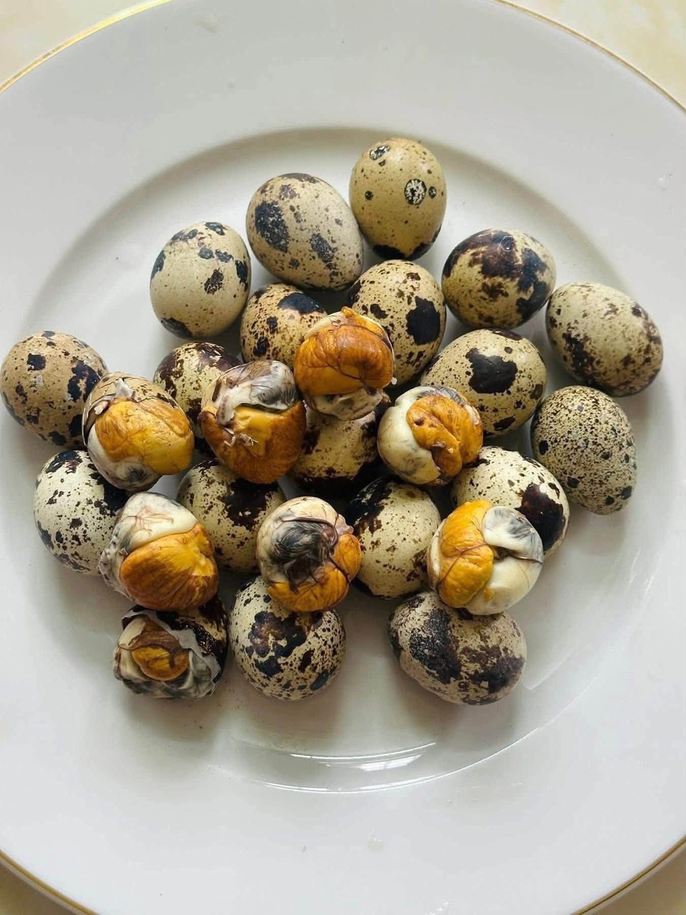 Fertilized Quail Eggs