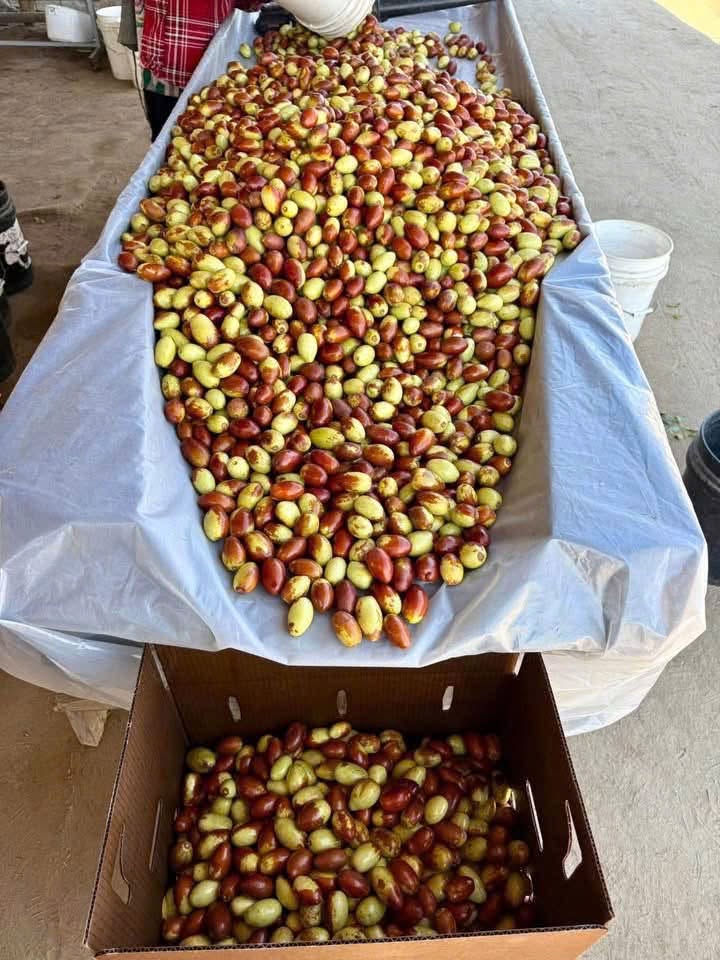 Fresh Jujubes / Fresh Chinese Dates (10 lbs Sale)