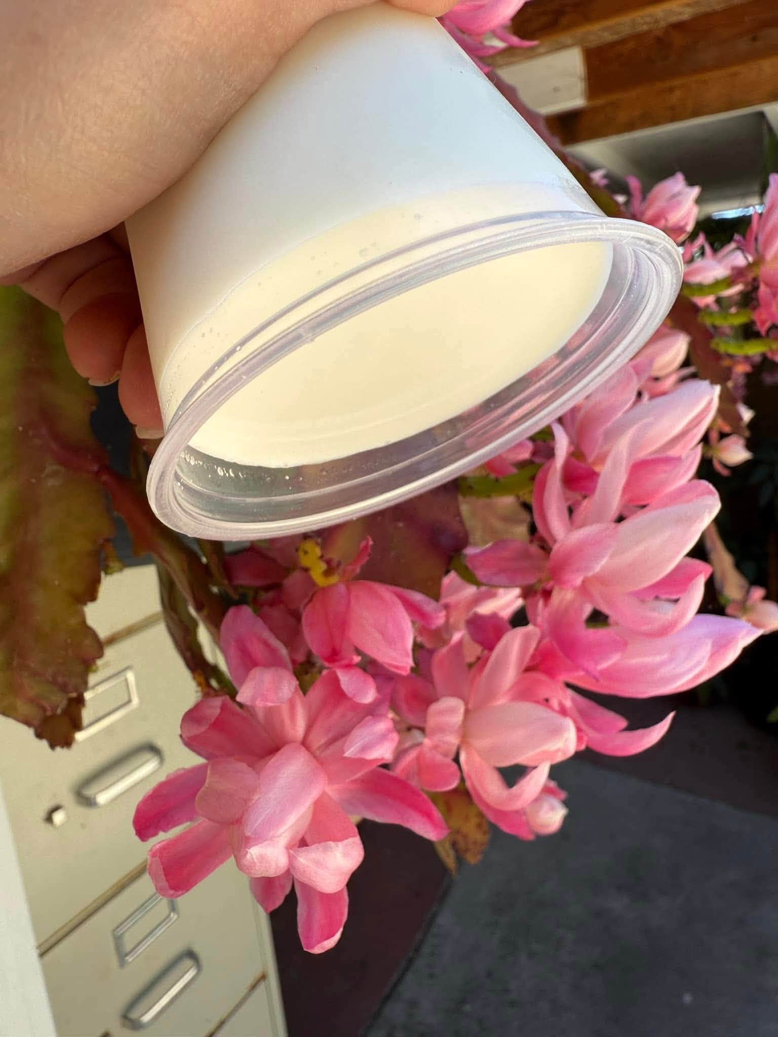 Traditional Creamy Fermented Yogurt